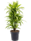 Dracaena fragrans 'Lemon Lime' Branched-multi - Foto 82548