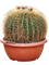 Echinocactus grusonii, 41469 - Foto 82570