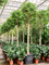 Ficus benjamina 'Exotica' (375-425) Stem - Foto 82619