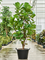 Ficus lyrata Multi stem - Foto 82663