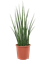 Sansevieria cylindrica 'Fernwood Mikado' Tuft - Foto 82882