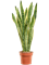 Sansevieria trifasciata 'Laurentii' Tuft - Foto 82884