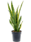 Sansevieria trifasciata 'Laurentii' Tuft - Foto 82885