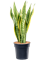 Sansevieria trifasciata 'Laurentii' Tuft - Foto 82886