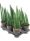 Sansevieria 'Mohawk' 6/tray - Foto 82887