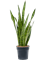 Sansevieria zeylanica Tuft - Foto 82893