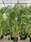 Dypsis (Areca) lutescens Bush (400-450) - Foto 83006