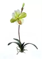 K&#252;nstliche Orchideen