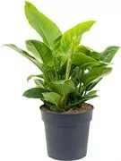 Imperial Philodendron