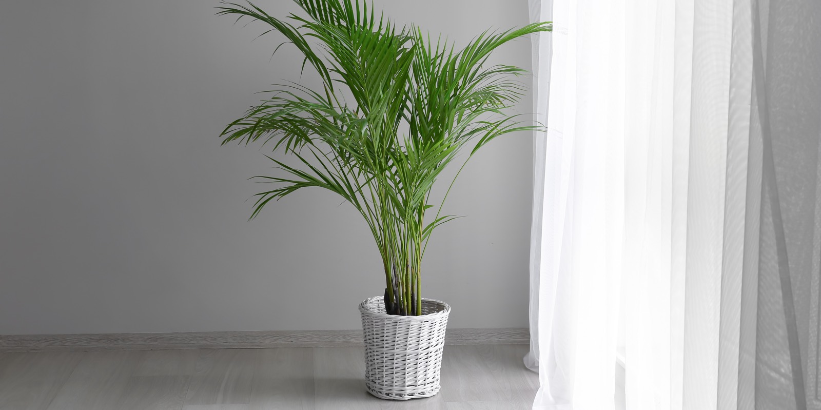 Palm tree Areca in the interior