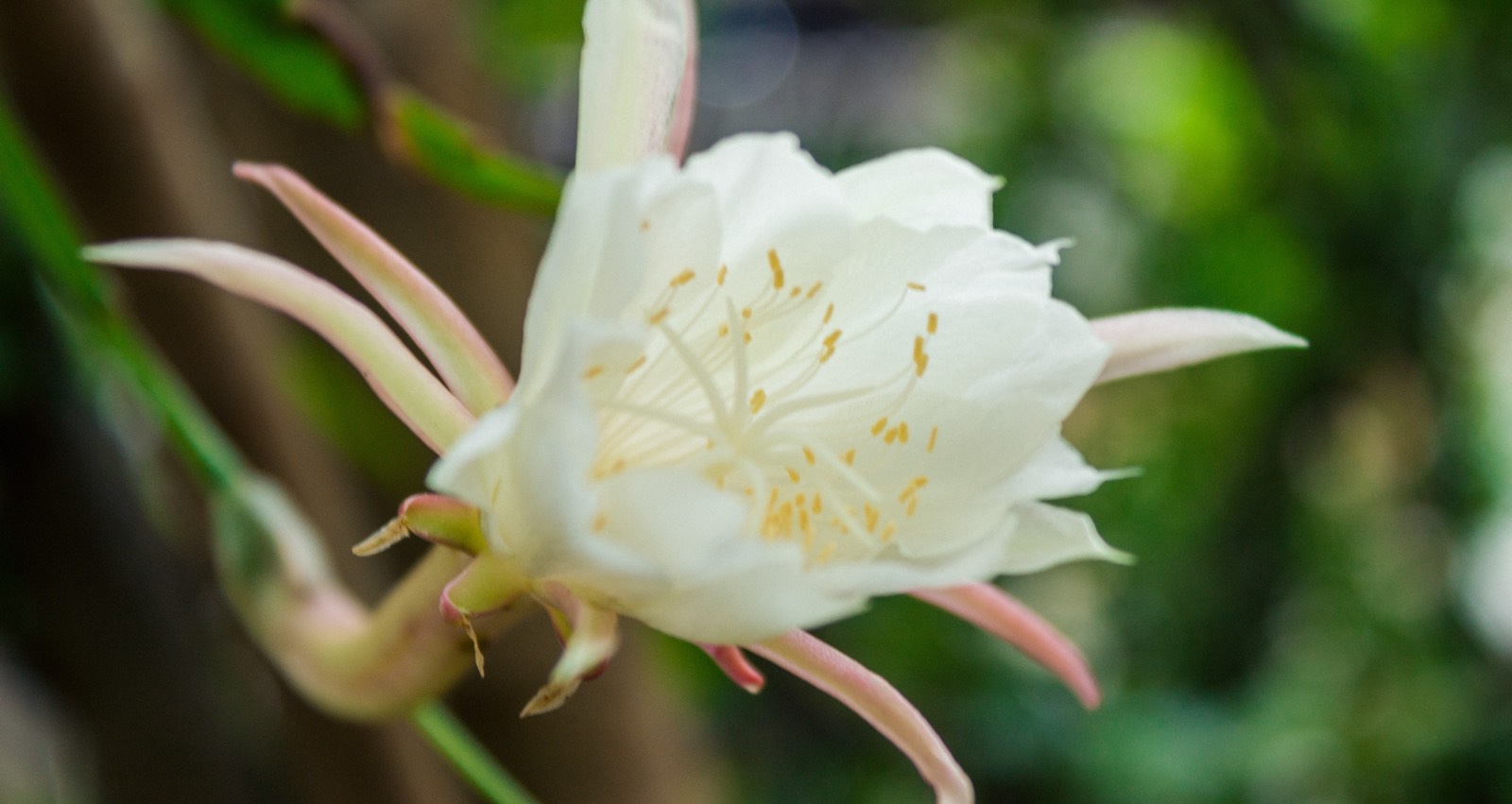 Epiphyllum-Blume
