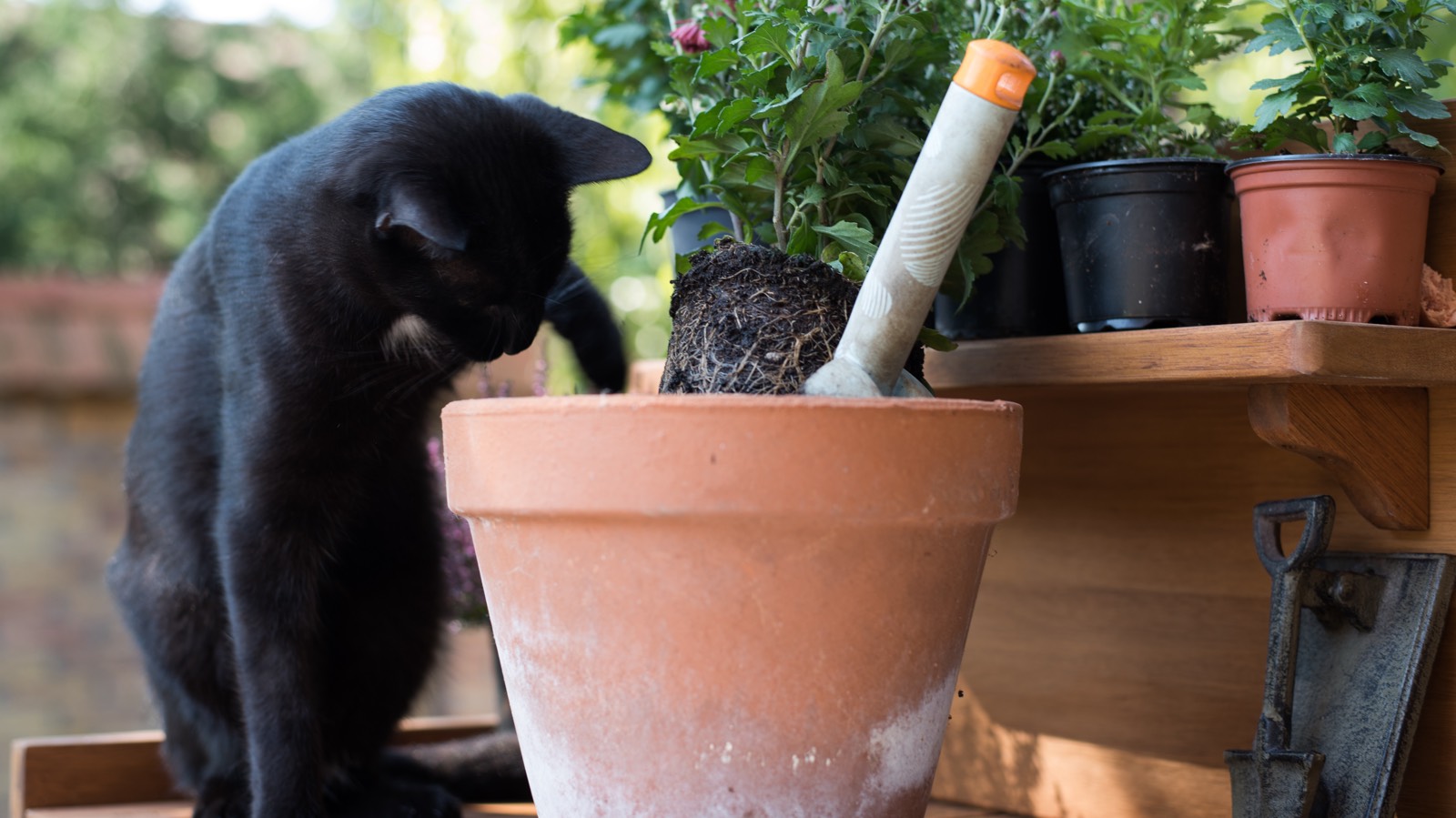 Katzen und Zimmerpflanzen