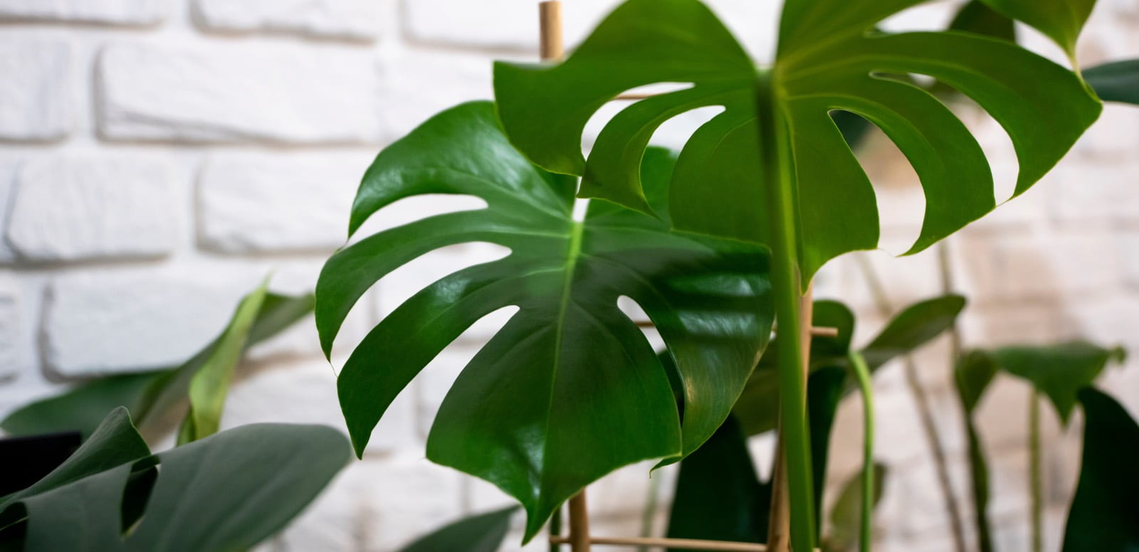 Tropische Monstera-Pflanze im Wohnzimmer