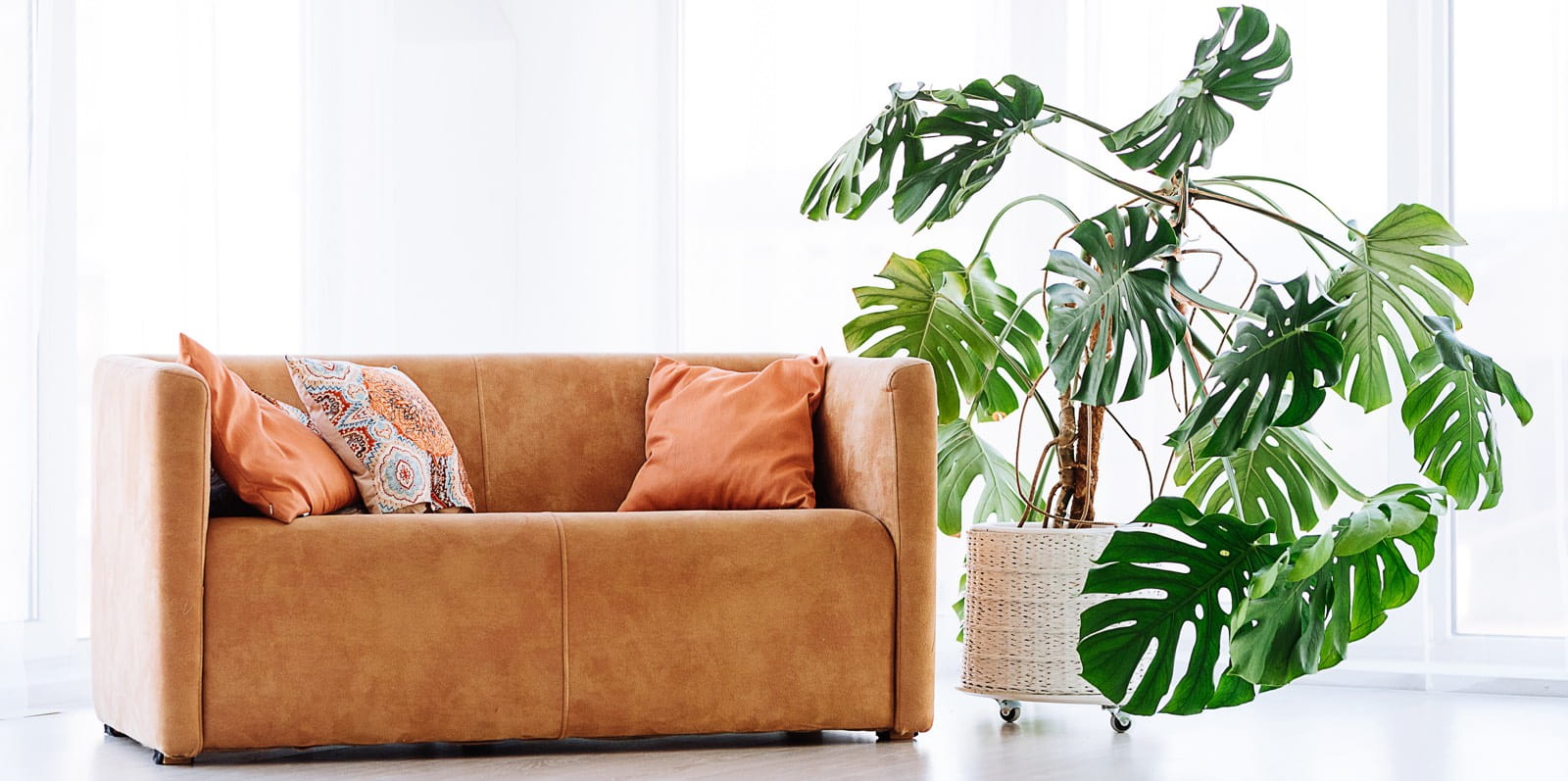 Monstera in einem Übertopf im Wohnzimmer