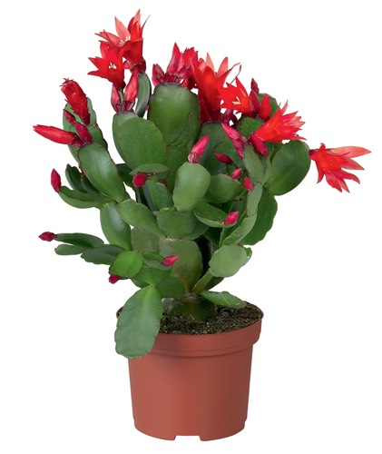 Kaktus Schlumbergera