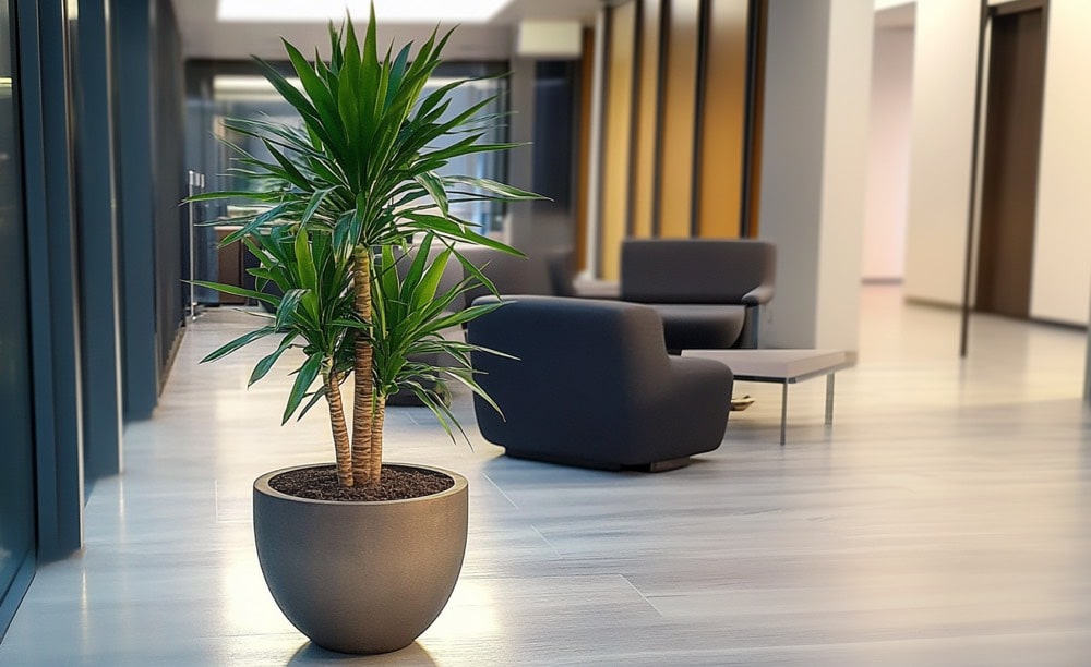 Yucca im Übertopf im Bürointerieur